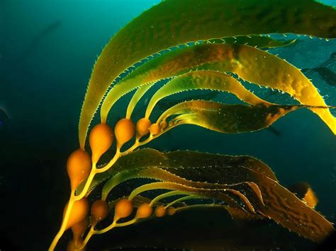 A Glimpse into the Otherworldly: The Magic of Seaweed